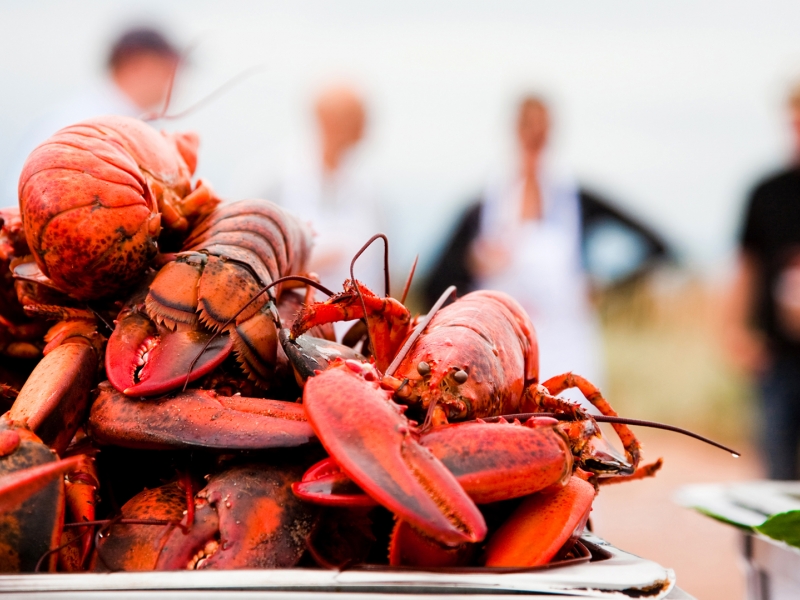 Lobsters, cooked lobster, closeup