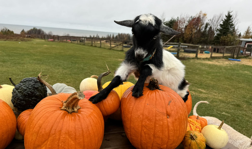 Beach Goats