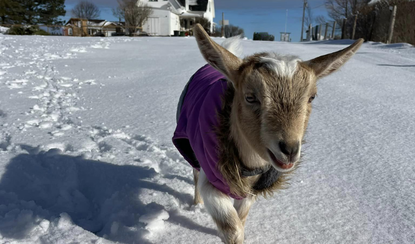 Beach Goats