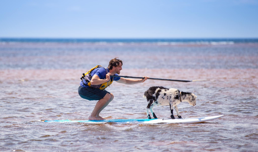 Beach Goats