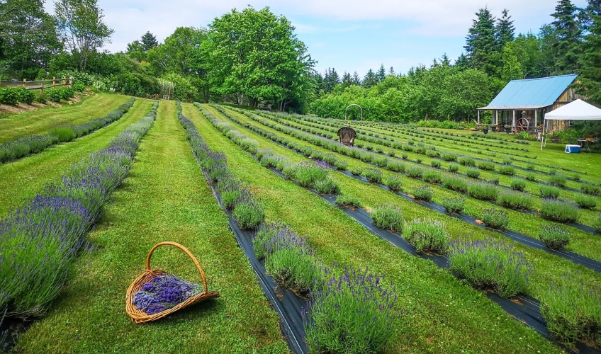 Island Lavender Distillery Farm