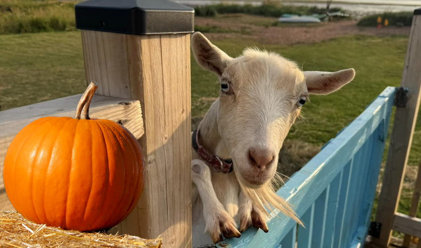 Halloween with the Beach Goats