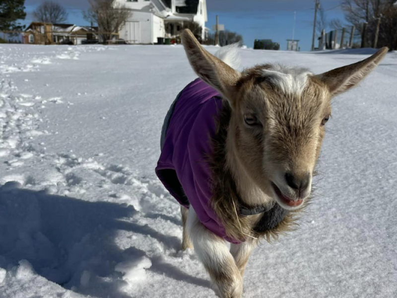 Beach Goats