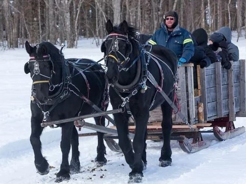 Winter Woodlot Tour