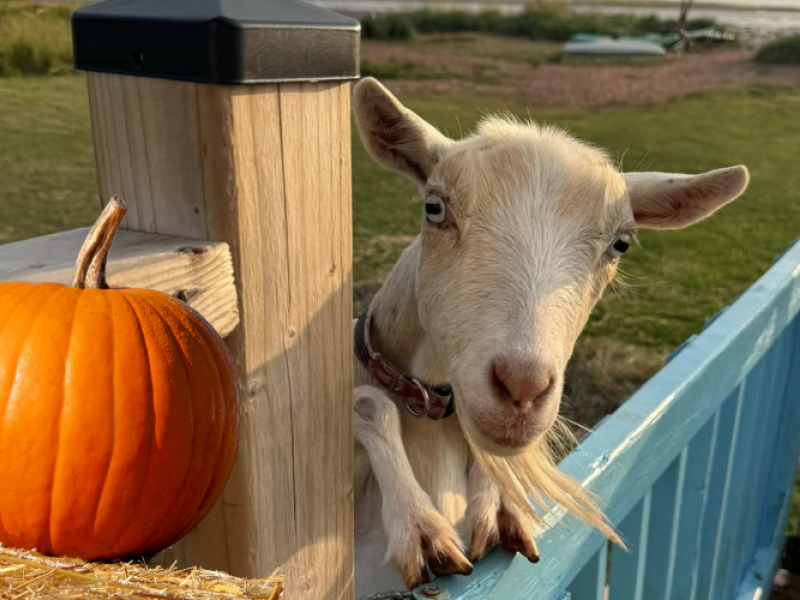 Fall for Goats - Oct 6