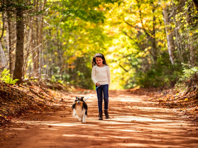 Young girl walking her dog along scenic heritage road in fall