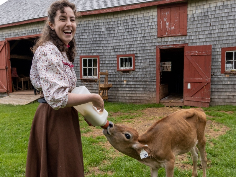 Staff member feeding young calf, Orwell Corner Historic Village