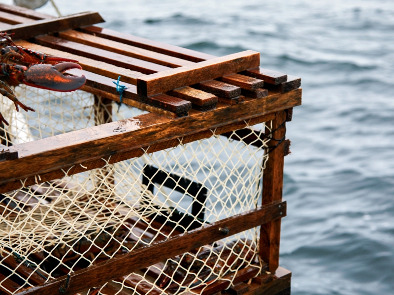 Lobster harvesting, lobster trap, ocean