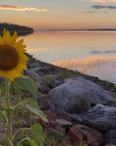 Sunflower in foreground with bay at sunset in background