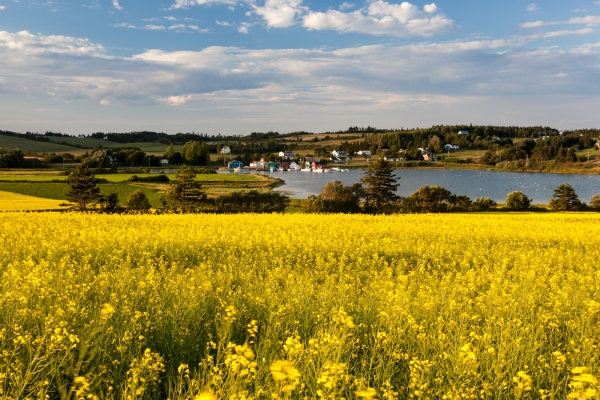 French River Harbour with canola field in foreground
