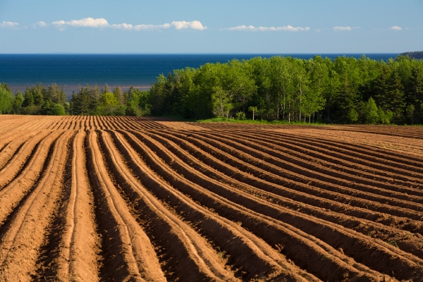 Freshly harrowed potato field in foreground with ocean view in distance