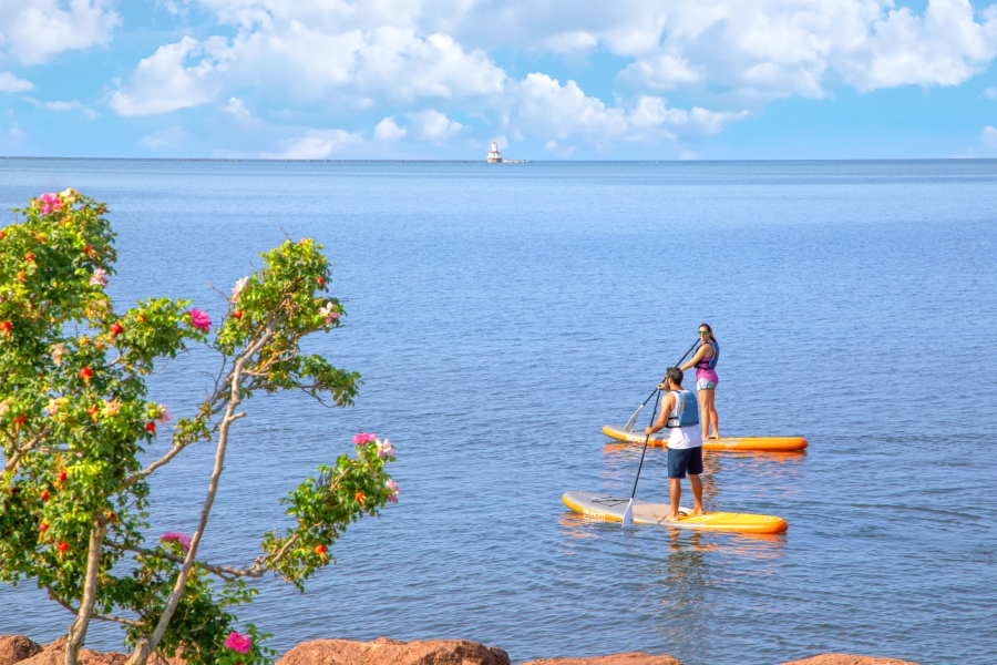 Duo paddleboarding on open water with wild rose bush in foreground