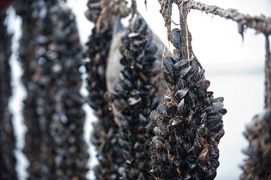 Mussels, harvested