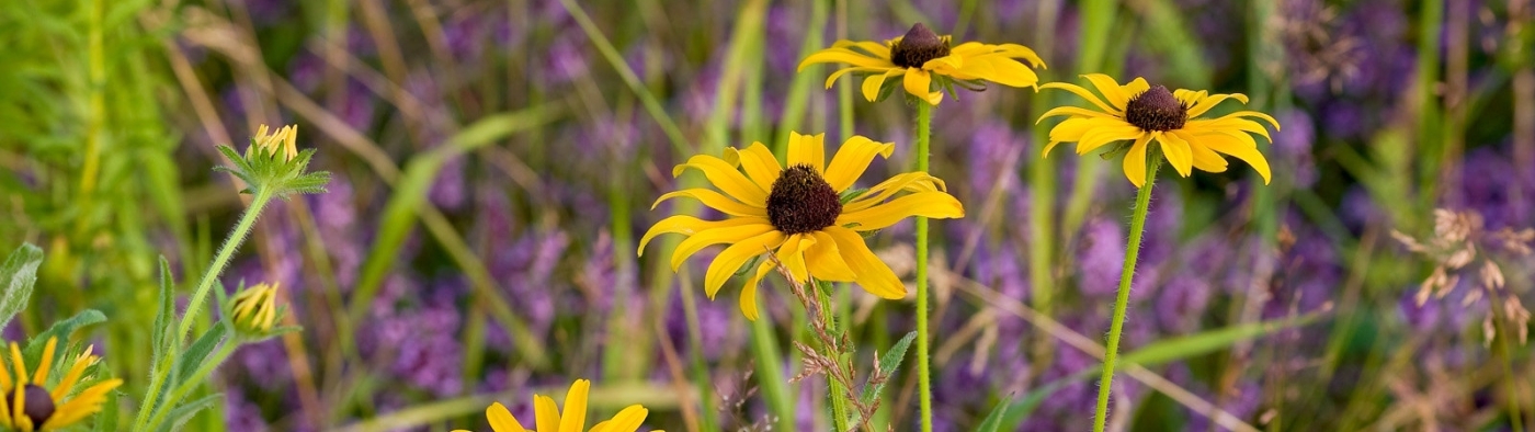 Field of Black Eyed Susans and purple wildflowers