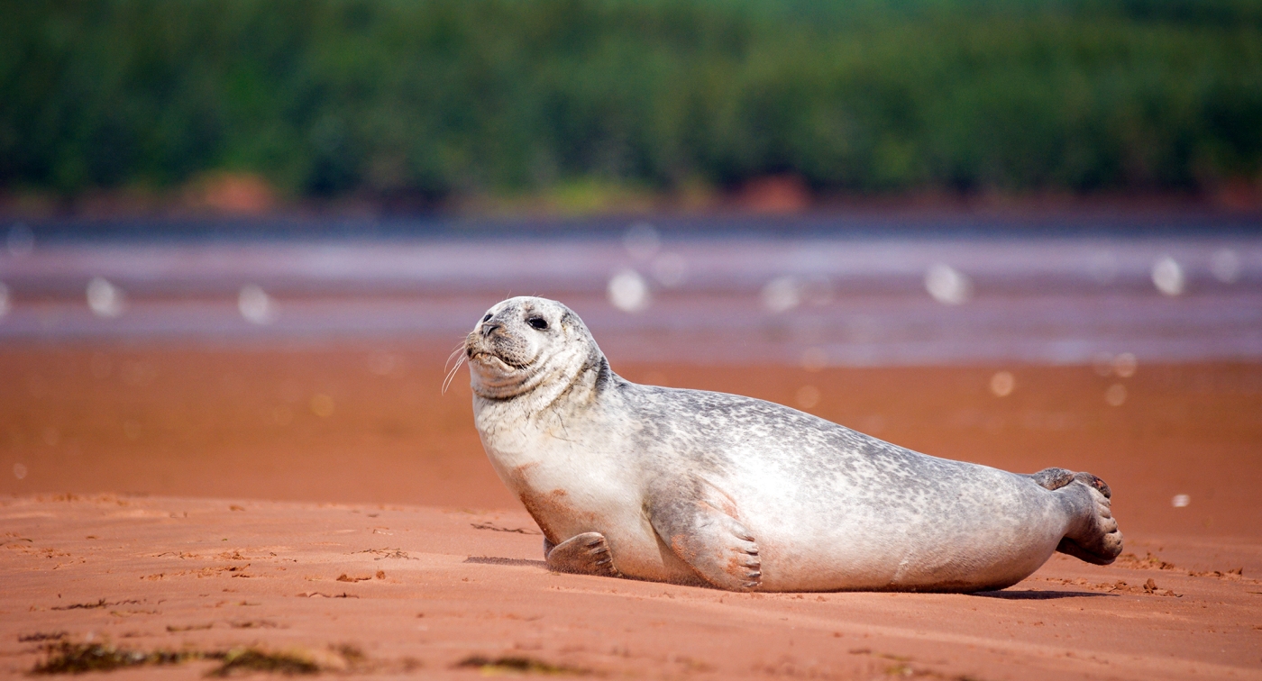 Rollo Bay, harbour seal, beach, sand, animal