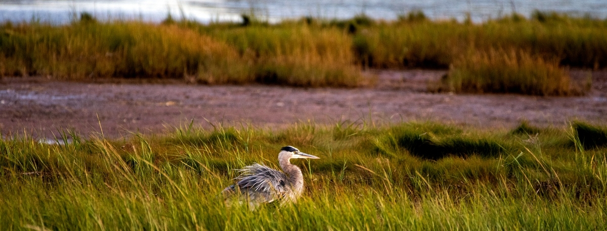 Great BLue Heron in marsh