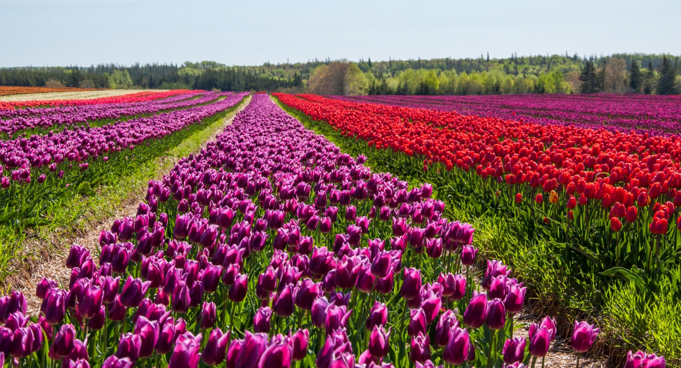 Tulips, Dromore, Vanco, field